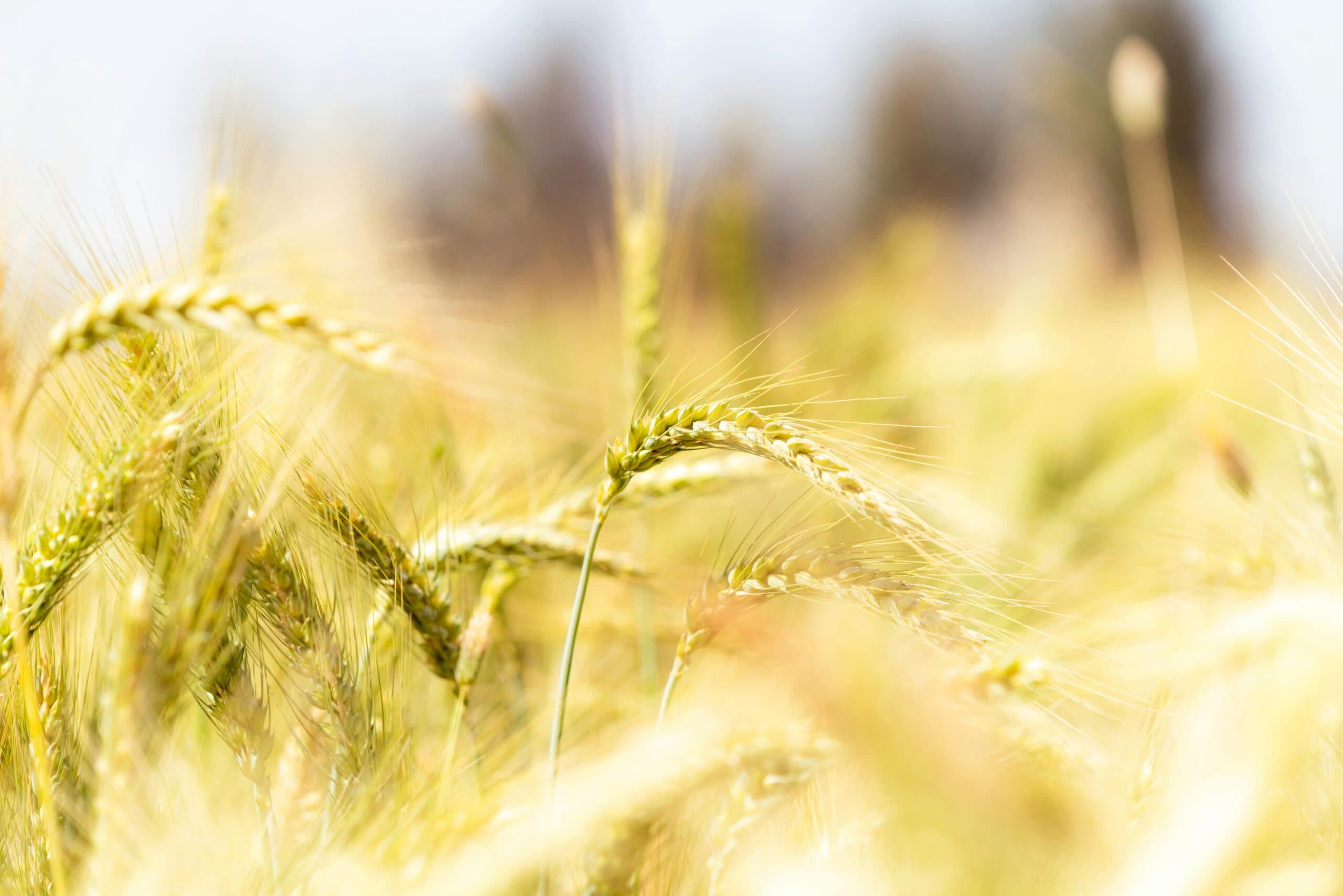 Focus vs. Concentration: What’s the Difference (And Why It Matters)